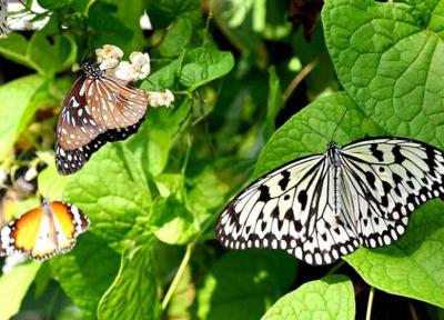 باغ پروانه بانکوک، دنیای رنگارنگ پروانه ها