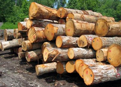 خبرنگاران 10 تن چوب جنگلی قاچاق در آستارا توقیف شد