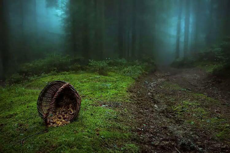 15 جنگل مرموز و شگفت انگیز دنیا