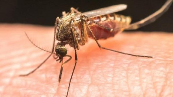 شناسایی اولین مورد مثبت مالاریا در نیشابور